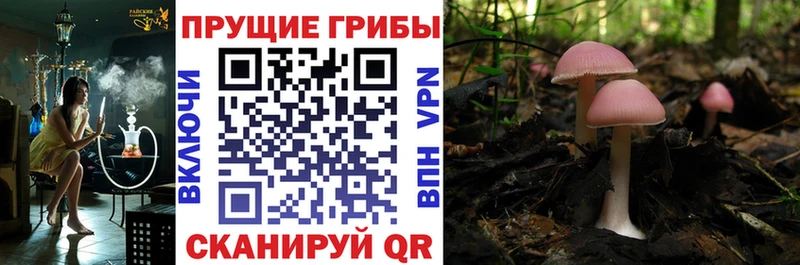 где найти   Пермь  Галлюциногенные грибы Cubensis 